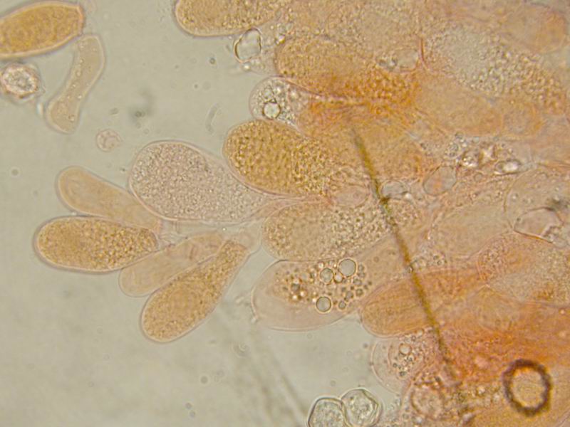 Entoloma sp.